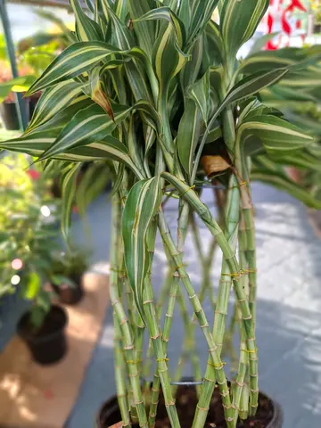 Live Dracaena Reflexa (Song of India) Plant - Healthy Potted Indoor Plant