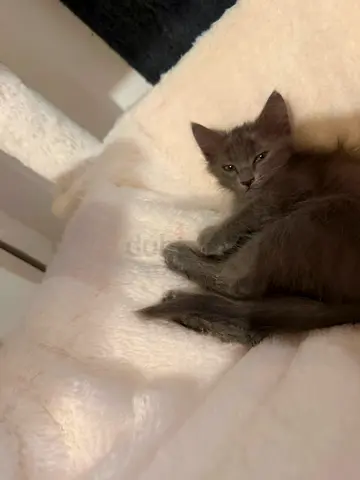 kitten for free adoption