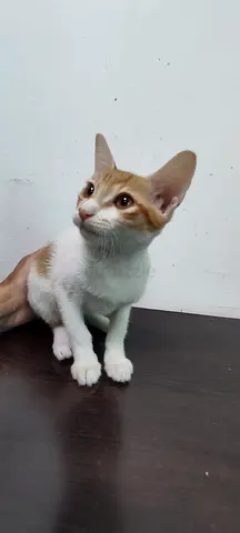 Sweet Kitten, female, domestic breed, vaccinated, looking for a loving family that can adopt her.