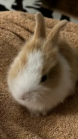 Rabbit for adoption