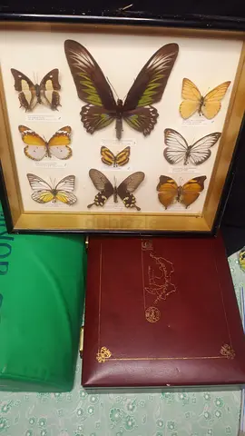 Framed Butterfly Specimen Collection