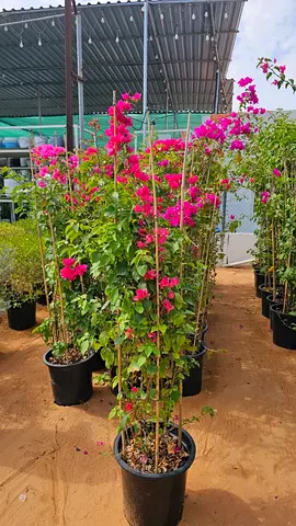 Potted Bougainvillea Climbing Plant on Trellis — Healthy, Flowering