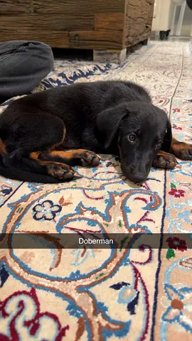 9 week old Doberman Mix Puppy looking for a Home