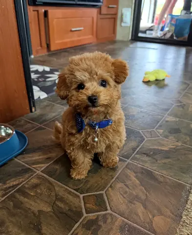Toy poodle for adoption