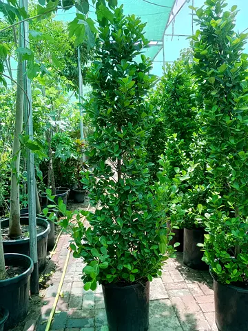 Well-kept Potted Green Shrub (Indoor/Outdoor) - Healthy Foliage