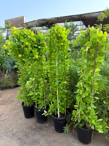 Potted Climbing Greenery (Tall) - Ready for Garden or Balcony