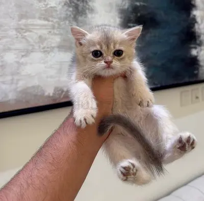 Cute young kitten available for adoption - healthy and playful