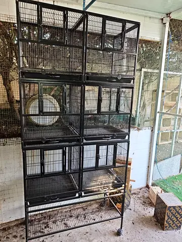 Birds cage