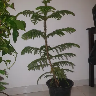 Tall Norfolk Island Pine (potted indoor plant) - supberb condition