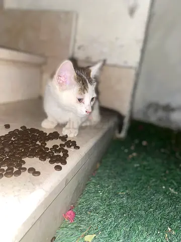 Poor Kitten need help and love home