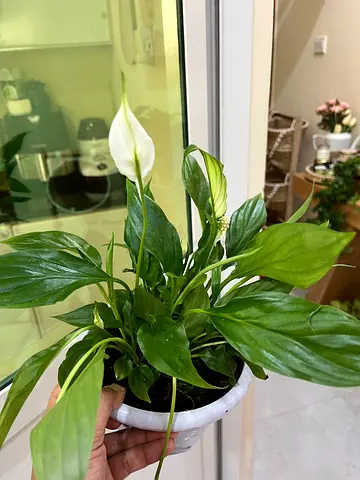 Healthy Peace Lily (Spathiphyllum) Potted Plant - Ready to Brighten Your Home