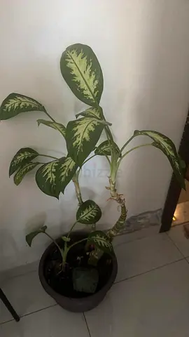 Plants