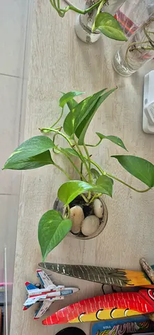 Healthy Golden Pothos (Epipremnum /money plant) in Small Pot with stones