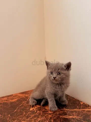 Kittens for Adoption (Urgent)