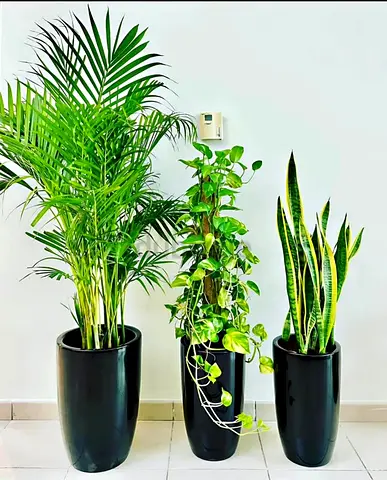 Set of 3 Indoor Potted Plants with Black Planters (Areca, Pothos, Snake Plant)