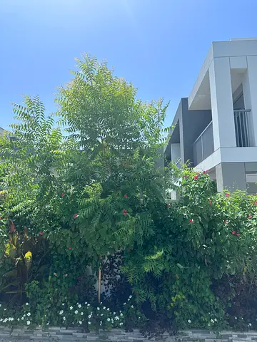 Outdor neem plants - healthy green privacy shrubs (collection)