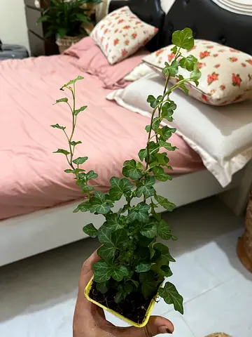Healthy English Ivy (Hedera) potted trailing plant - ready to grow