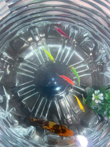 Home decorate aquarium fish sale good price all items available