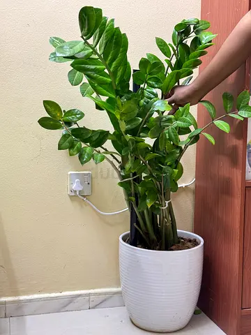 Zz plants