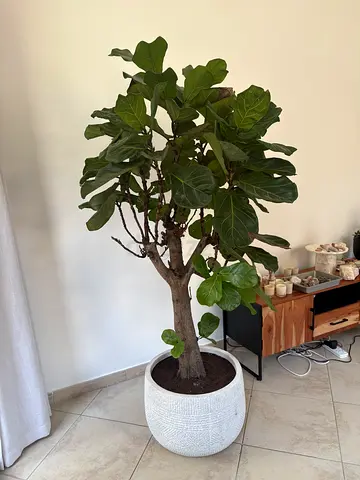 Fiddle Leaf Plant in Pot