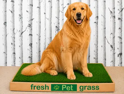 Fresh Pet Grass - Real Grass Potty Training Pad for Dogs and Cats 20Kg+, 4 Boxes, 96 cm x 120