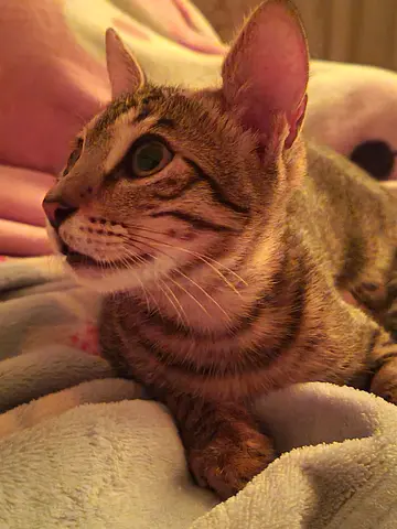 Beautiful kitten up for free adoption