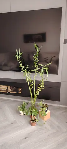 عجمان