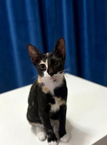 A female car vaccinated with microchip for free adoption -4 months old