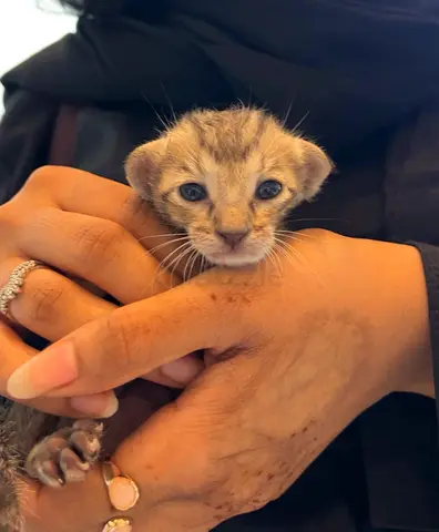 Kittens
