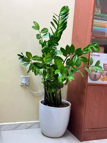 Zz plants
