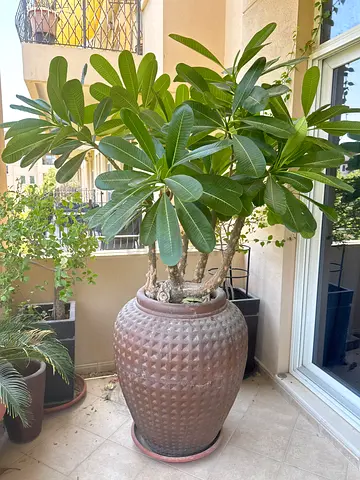 Large decorative outdoor ceramic planter with mature plumeria tree