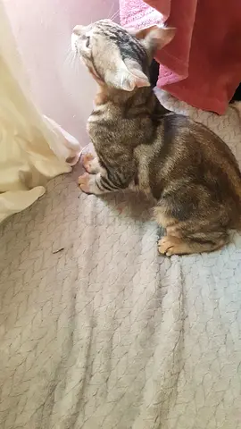 Pet