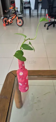 Small Money Plant in Decorative Glass