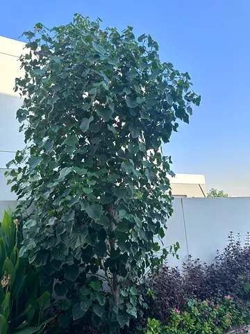 Mature outdoor sea hibiscus tree - healthy, well-established