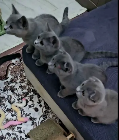 Grey scottish Kittens available