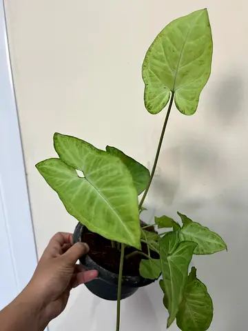 Syngonium (Arrowhead) houseplant - healthy medium pot