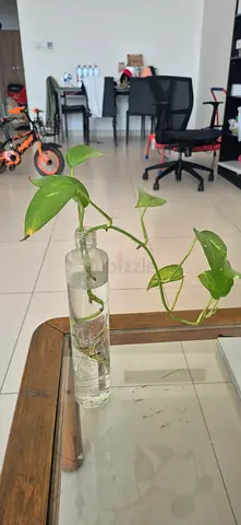 Potted Money Plant in Glass Vase