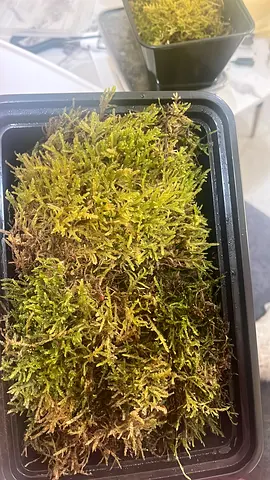 Live Moss Mat in Planting Tray - Healthy Green Patch