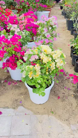 Bougainvillea Potted Plants - Mixed Colors, Healthy and Blooming