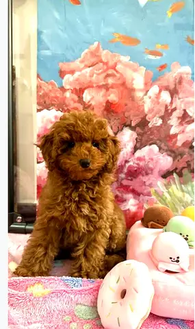 Toy poodle red colour