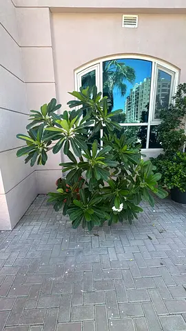 Set of 5 Garden Plants for Sale – Healthy  Beautifully Maintained