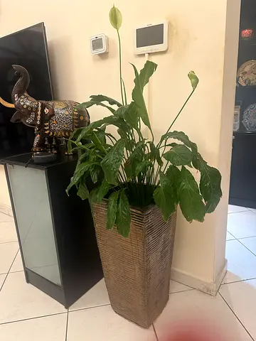 Large Decorative Wicker Planter with Peace Lily