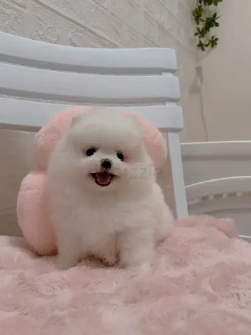 Adorable Fluffy Pomeranian Puppy Ready for a Loving Home and playful