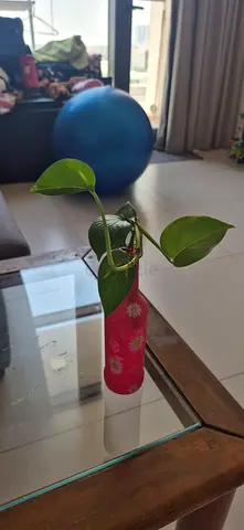Small Money Plant in Decorative Glass