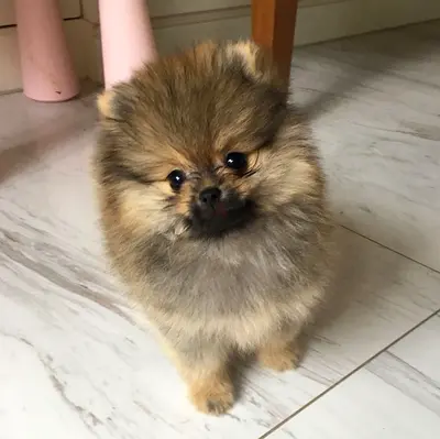 Pomeranian puppy (ready for new home)