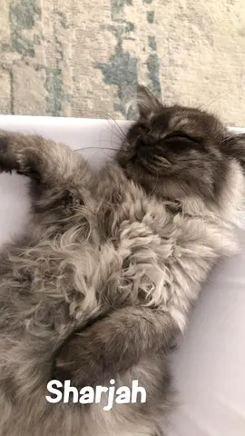 Cat for free adoptin