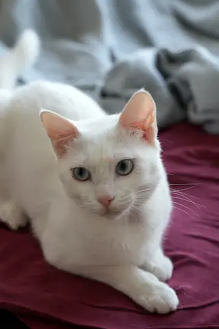 Khao manee mix cat for adoption