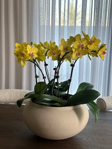 Planter