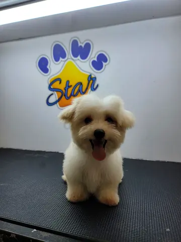 Young fluffy white maltese puppy – friendly and groomed, ready for a new home