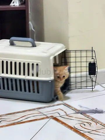 Cat Kitten